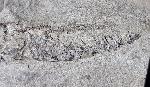 Centricus heinrichi HECKEL 1850 - Bild © FossNet FossilienStore